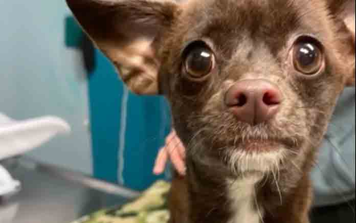 We are sickened: New Jersey animal shelter says after dog abandoned in bag along railroad tracks