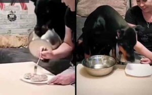 This dog sharing dinner shows why humans love them so much