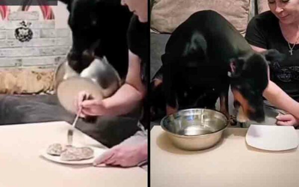 This dog sharing dinner shows why humans love them so much This dog sharing dinner shows why humans love them so much