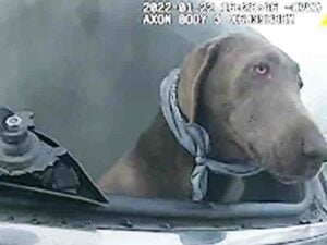 Watch as police officer saves Hank the dog from a burning SUV