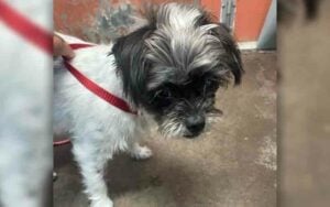 Is this your dog? Howell police find stray dog near allenwood lakewood road