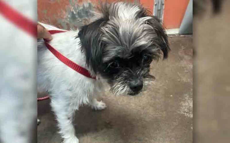 Is this your dog? Howell police find stray dog near allenwood lakewood road - photo licensed by shore news network.