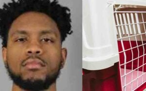 Cheektowaga man arraigned for beating his cats to death