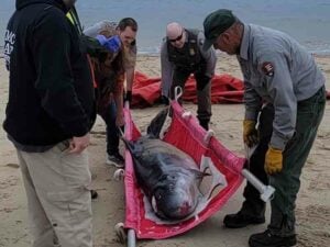 Scientist determine dead whale in sandy hook killed by human debris