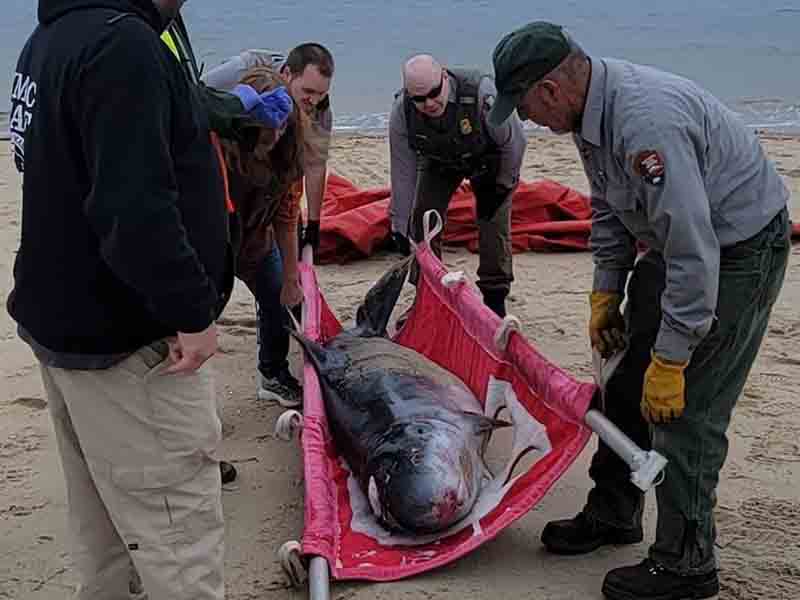 Scientist determine dead whale in Sandy Hook killed by human debris