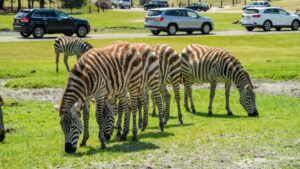 Great adventure's wild safari to open in march, theme park in april