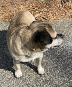 Lost dog found in egg harbor, do you know who the owner is?