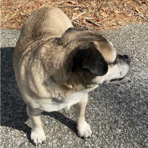 Lost dog found in egg harbor, do you know who the owner is? - photo licensed by shore news network.