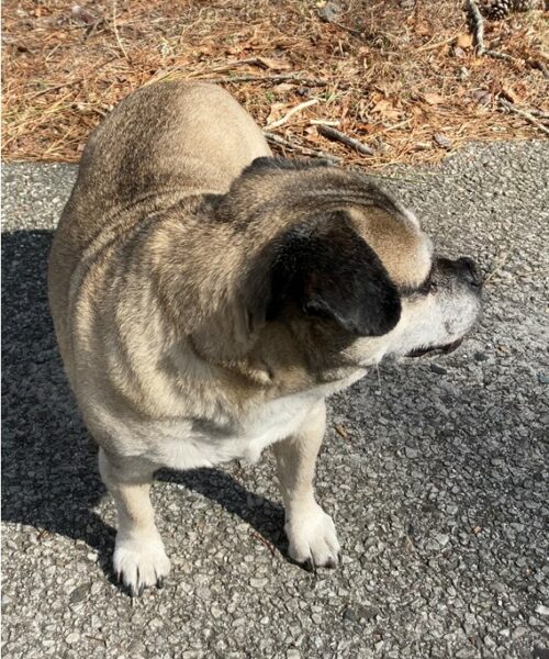 Lost dog found in Egg Harbor, Do you know who the owner is?