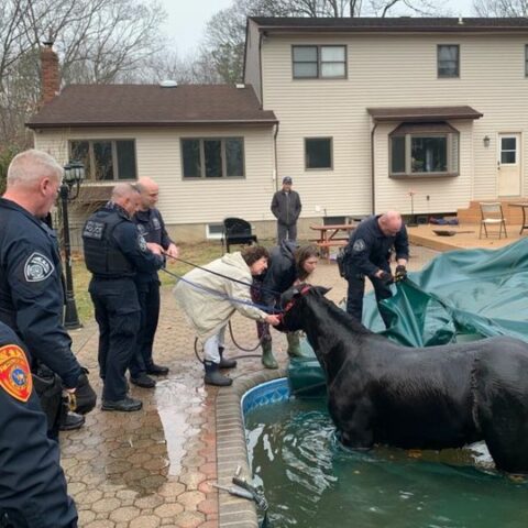Police lend helping hands after penny the horse fell in backyard pool - photo licensed by shore news network.