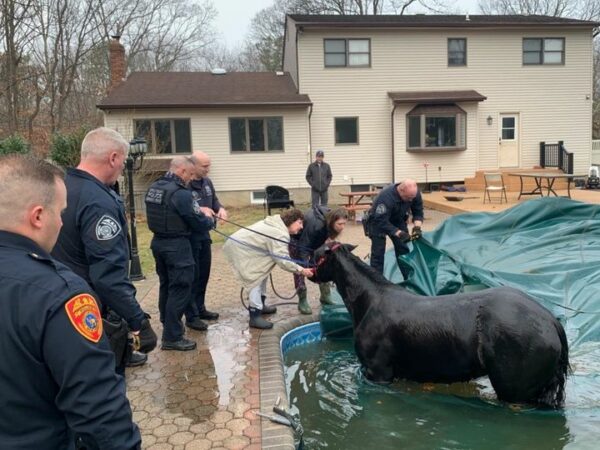 Police lend helping hands after Penny the horse fell in backyard pool