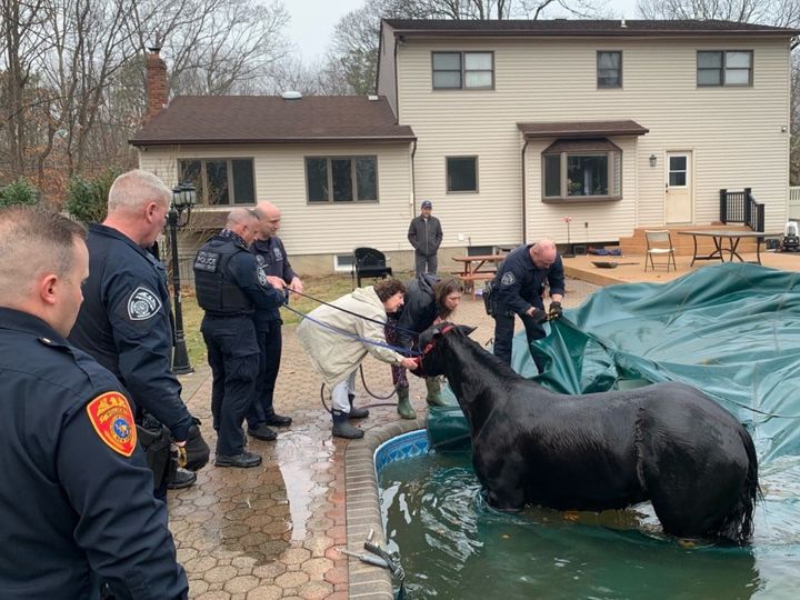 Police lend helping hands after Penny the horse fell in backyard pool
