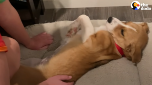 Shelter puppy cries until she finds her forever home