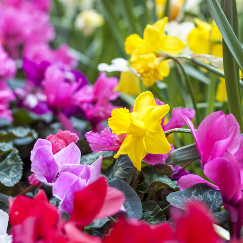 Start your spring with allentown's first annual daffodil days festival - photo licensed by shore news network.