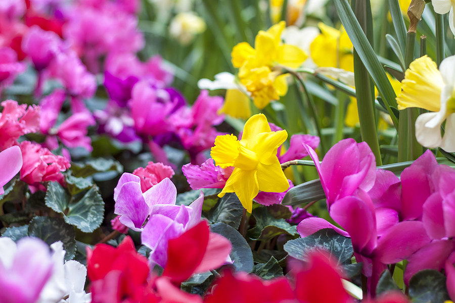 Start your spring with Allentown's first annual Daffodil Days Festival
