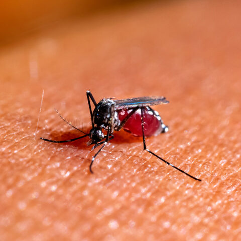 First human cases of west nile virus this year reported in delaware's new castle county - photo licensed by shore news network.
