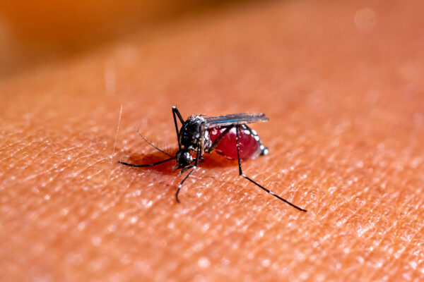 First Human Cases of West Nile Virus This Year Reported in Delaware's New Castle County
