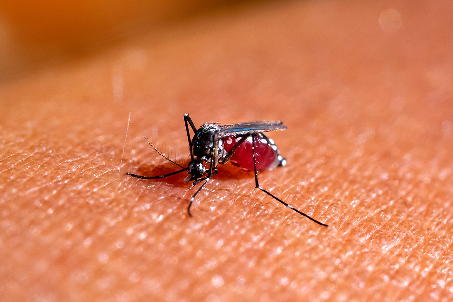 Millions Of Genetically Modified Mosquitoes To Be Set Loose In US