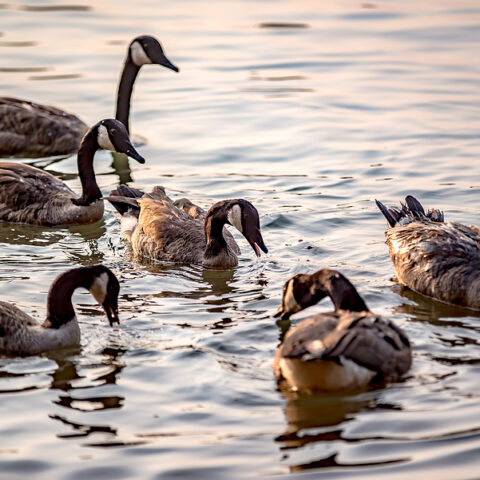 Animal activists upset over usda contract to control toms river geese population - photo licensed by shore news network.