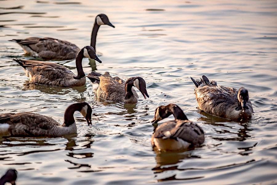 Reminder: Do Not Feed Wildlife in Galloway Township