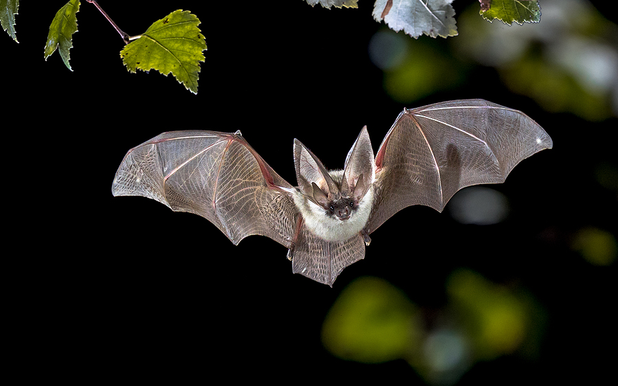 ‘The Batman’ Screening Interrupted By Actual Bat