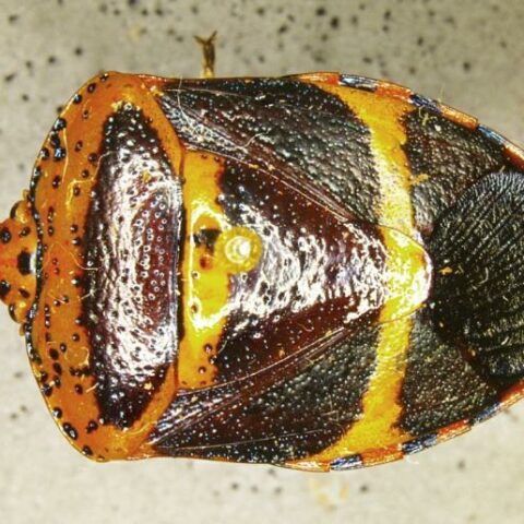 Brownsville cbp agriculture specialists intercept first in nation pest in spanish moss - photo licensed by shore news network.