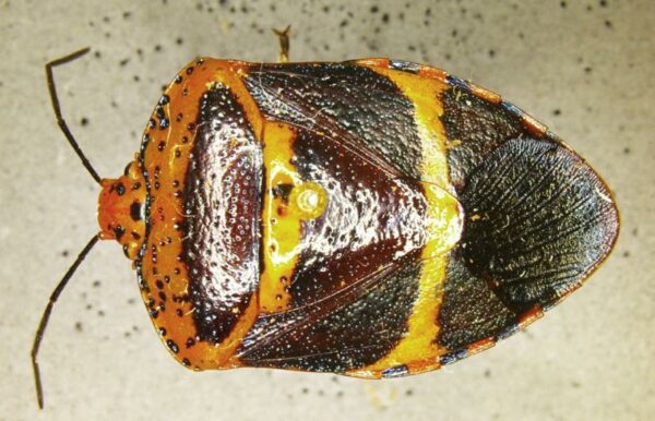 Brownsville CBP Agriculture Specialists Intercept First in Nation Pest in Spanish Moss
