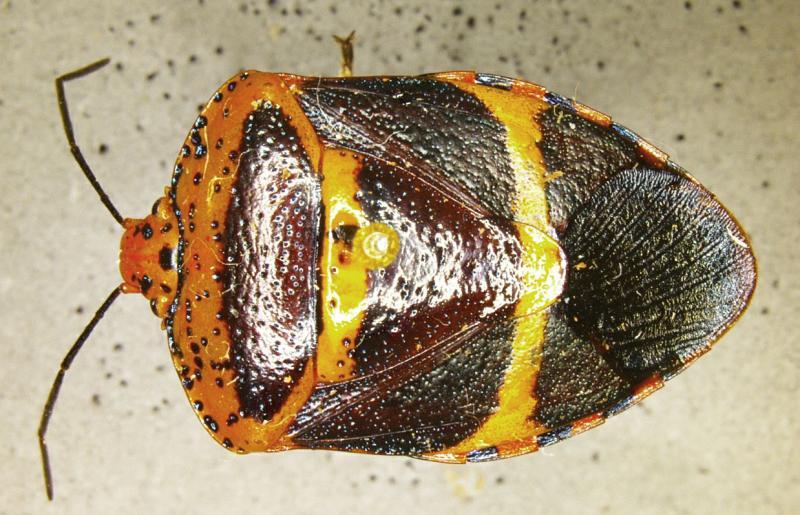 Brownsville CBP Agriculture Specialists Intercept First in Nation Pest in Spanish Moss A specimen of Pharypia nitidiventris (Stal) (Pentatomidae), a First in Nation pest interception by CBP agriculture specialists at Gateway International Bridge in Brownsville, Texas.