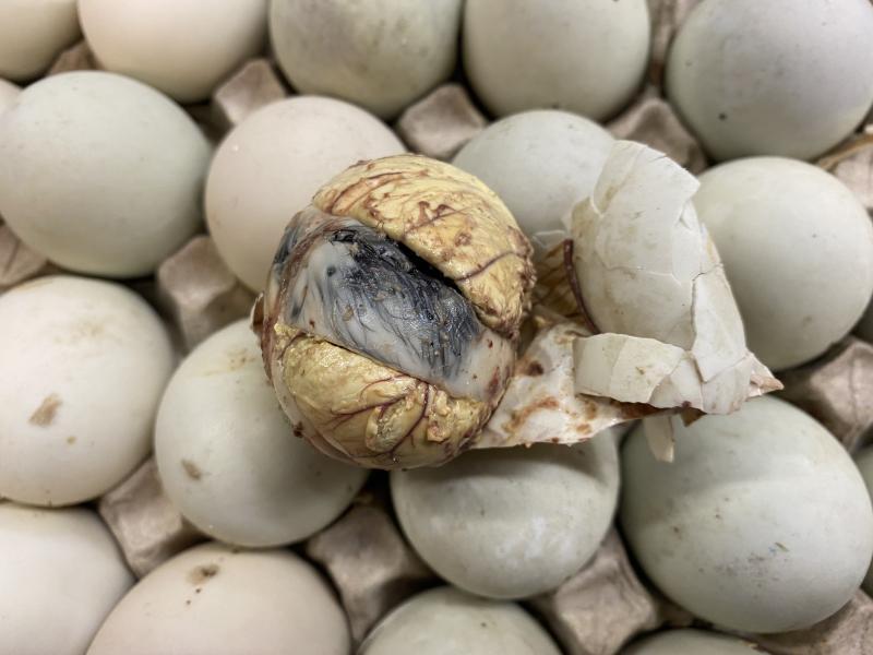 CBP Discovers Balut Eggs, Poppy Seed Pods Balut
