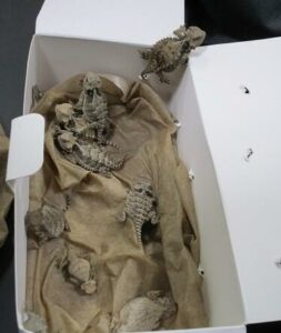 Is that a snake in your pants? Border officers find 52 reptiles in man's clothing