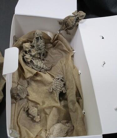 Is that a snake in your pants? Border officers find 52 reptiles in man's clothing . CBP officers removed a total of 52 bags of reptiles, later identified as 43 horned lizards and nine snakes, which were concealed in the man’s jacket, pants pockets, and groin area.