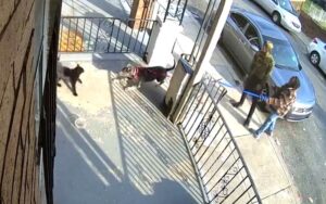 Two philadelphia kids charged for brutal, intentional dog attack