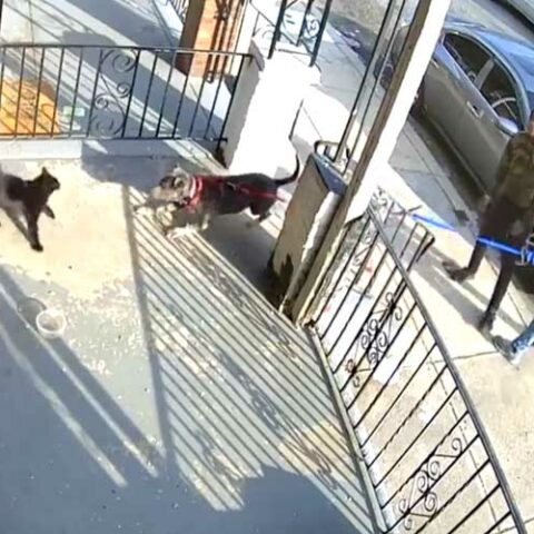 Two philadelphia kids charged for brutal, intentional dog attack - photo licensed by shore news network.