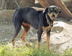 Revision to law helps protect pets from abusive owners in new jersey