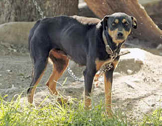 Revision to Law Helps Protect Pets From Abusive Owners in New Jersey