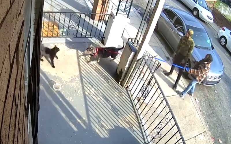 Two Philadelphia Kids Charged for Brutal, Intentional Dog Attack