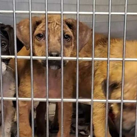 Pet rescue operator pleads guilty to stealing $18,000 from non-profit - photo licensed by shore news network.