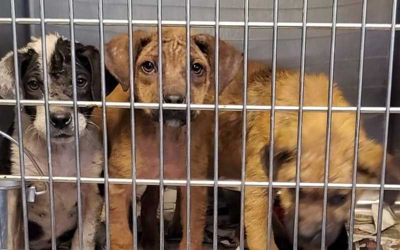Pet Rescue Operator Pleads Guilty to Stealing $18,000 from Non-Profit