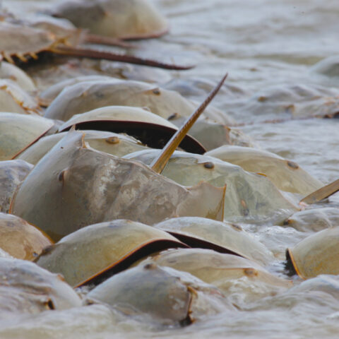 Bi-partisan bill seeks to protect jersey shore's horseshoe crabs - photo licensed by shore news network.