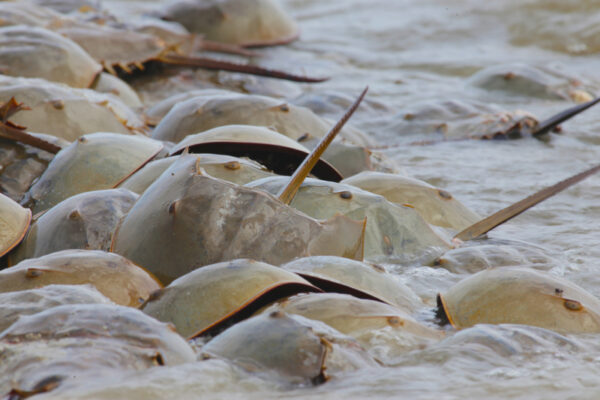 Bi-partisan bill seeks to protect Jersey Shore's horseshoe crabs