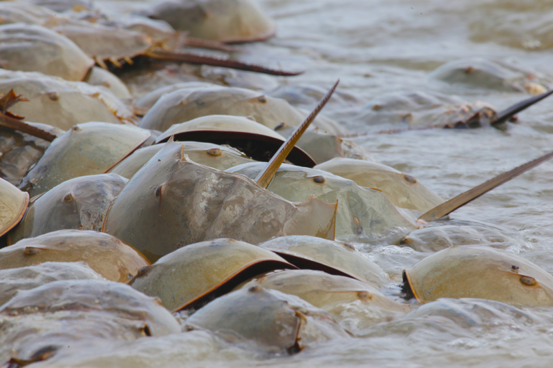 Bi-partisan bill seeks to protect Jersey Shore's horseshoe crabs