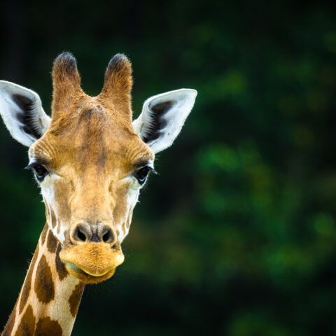 Great adventure's wild safari drive-thru opens this weekend, here's what's new - photo licensed by shore news network.