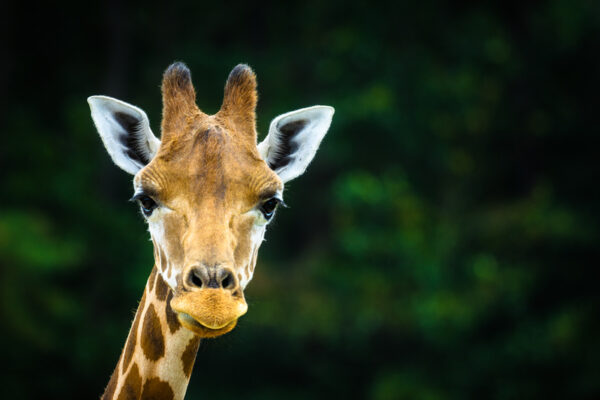 Great Adventure's Wild Safari Drive-Thru Opens This Weekend, Here's What's New