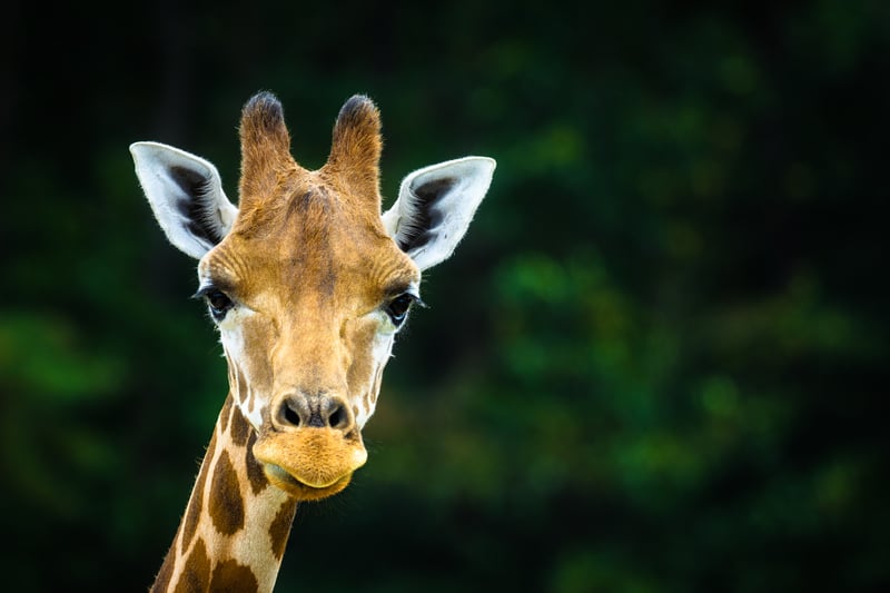 Great Adventure's Wild Safari Drive-Thru Opens This Weekend, Here's What's New