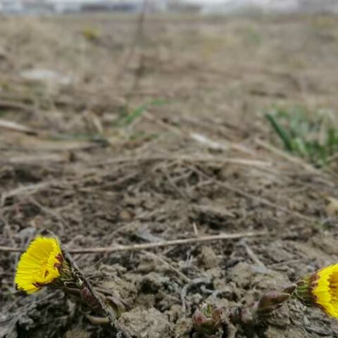 Port jervis woman who killed and dumped newborn baby sentenced four to fifteen years in prison - photo licensed by shore news network.