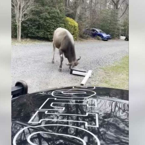 Jersey shore police officer responds to "moolicious" assault and vandalism incident - photo licensed by shore news network.