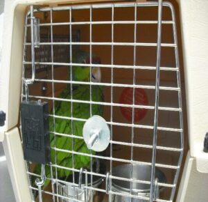 Parrots, drugs and fugitives among items encountered by area cbp officers this week