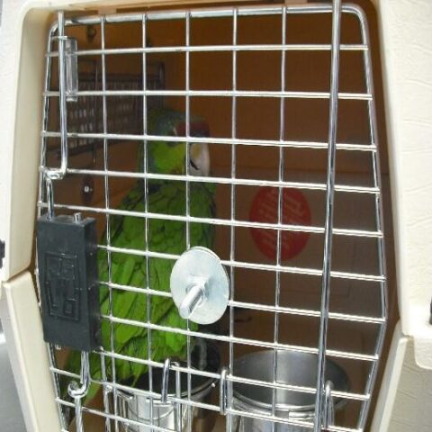 Parrots, drugs and fugitives among items encountered by area cbp officers this week - photo licensed by shore news network.