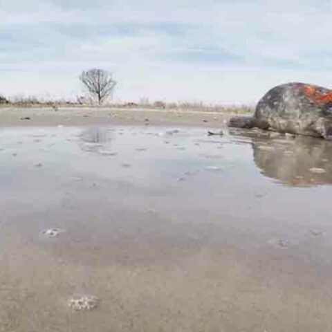 Marine mammal stranding center helps young seal pup find peace and quiet after medical exam - photo licensed by shore news network.
