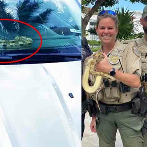 Woman shocked after finding snake on dashboard of rental car - photo licensed by shore news network.